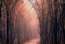 梅开二度，费兰社媒晒庆祝照：这次梅开二度✌️🦈.